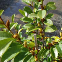 Magnolia "Little Sarah"