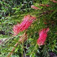 Grevillea Hookeriana "Red Hooks"