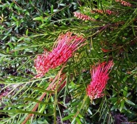 Grevillea Hookeriana "Red Hooks"