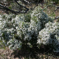 Olearia "Twinkle Little Stars"