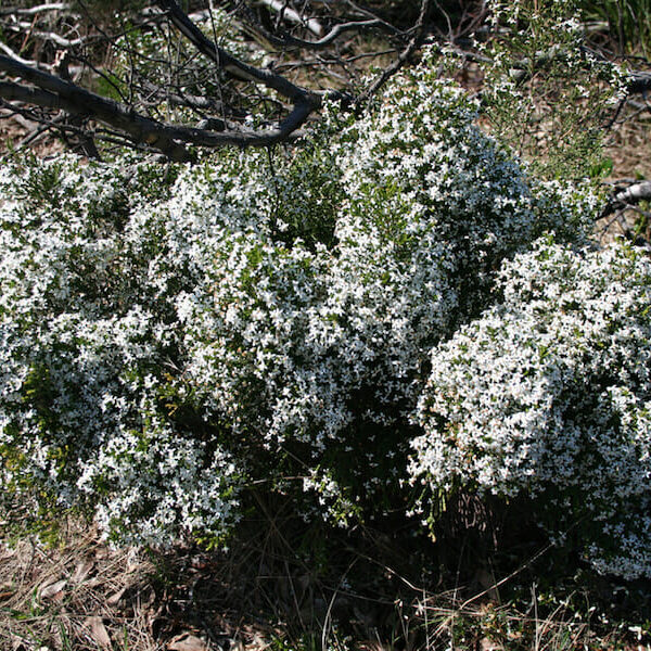 Olearia "Twinkle Little Stars"