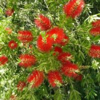 Callistemon 'Mary MacKillop' 10" pot features bright red cylindrical flowers and lush green leaves, embodying Mary MacKillop's vibrant legacy. This bottlebrush plant adds a lively touch to any garden or home.