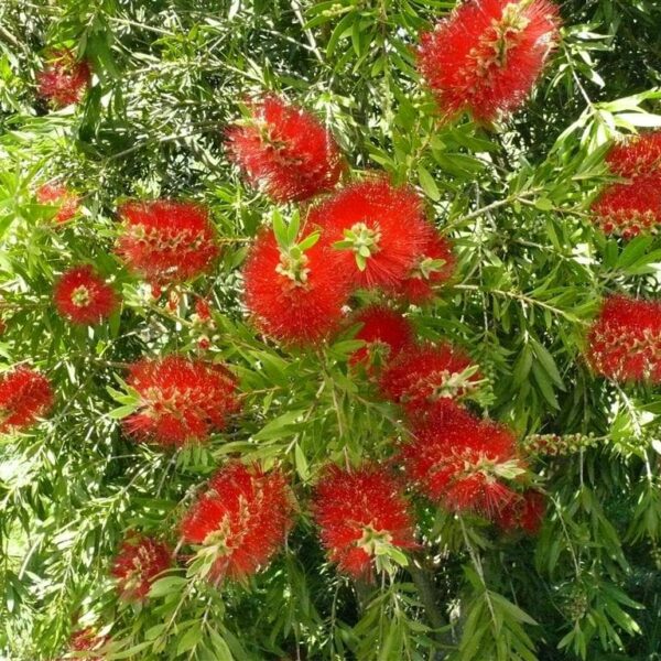 Callistemon 'Mary MacKillop' 10" pot features bright red cylindrical flowers and lush green leaves, embodying Mary MacKillop's vibrant legacy. This bottlebrush plant adds a lively touch to any garden or home.