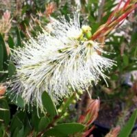 Callistemon "Clearview White"
