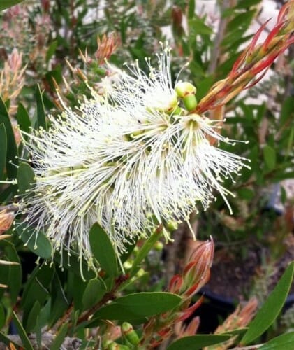 Callistemon "Clearview White"