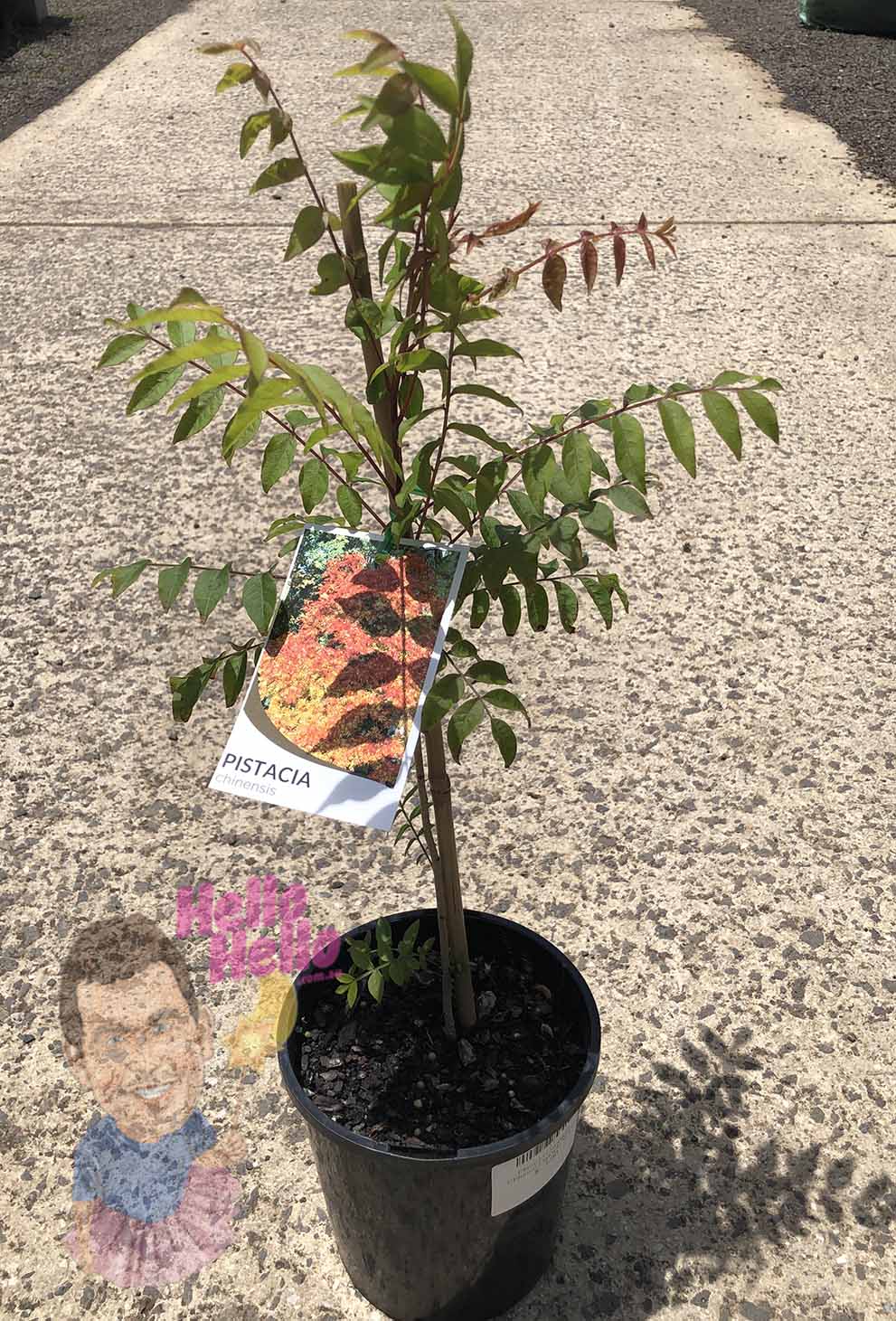 A Pistacia chinensis 'Chinese Pistachio' in a 6" pot with a label featuring pistachio imagery and the word "PISTACIA," displayed on a concrete surface.