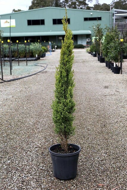 Cupressus 'Swanes Gold' conifer 10" pot on a gravel path with a greenhouse in the background.