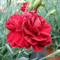 Dianthus "Passion"
