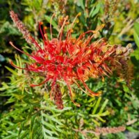 Grevillea Coconut Ice Flower