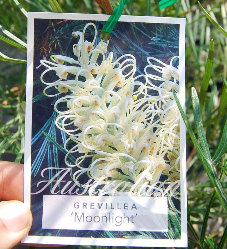 Grevillea 'Moonlight' - Image 4