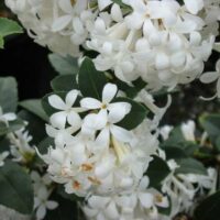 Osmanthus "Pearly Gates"