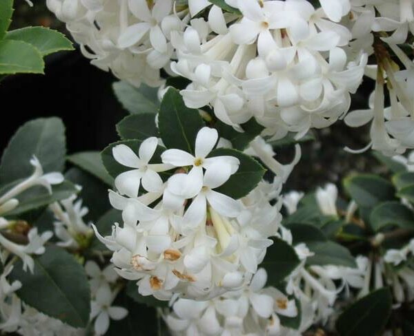 Osmanthus "Pearly Gates"