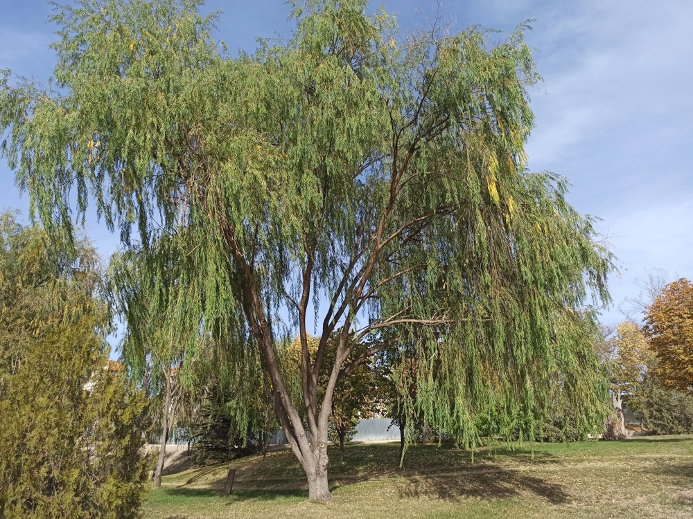 A large Salix 'Willow Weeping' tree with long, drooping branches stands on grassy parkland, surrounded by other trees and a blue sky.