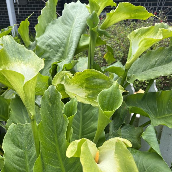 A detailed view of Magnolia Princess 'Little Sarah' in a 7" pot, featuring lush green leaves with some having curled edges, set against a brick wall background.