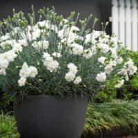 Dianthus "Memories"