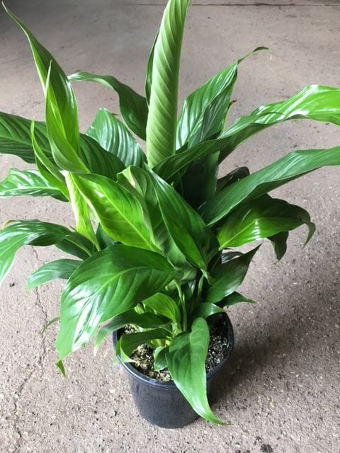 Spathiphyllum 'Peace Lily' 8" Pot - Image 2