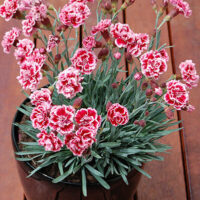 Dianthus "Sugar Plum"
