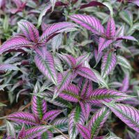 Close-up of Strobilanthes 'Persian Shield' in an 8" pot, featuring elongated, pointed purple and green variegated leaves with vibrant colors.