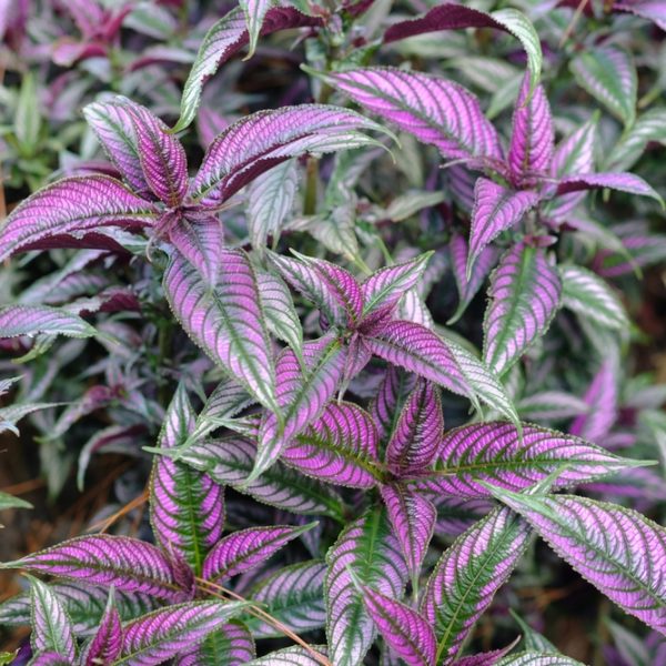 Close-up of Strobilanthes 'Persian Shield' in an 8" pot, featuring elongated, pointed purple and green variegated leaves with vibrant colors.