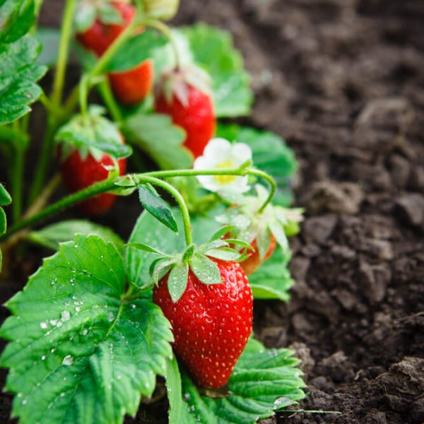 Strawberry 'Sweetheart' 6" Pot