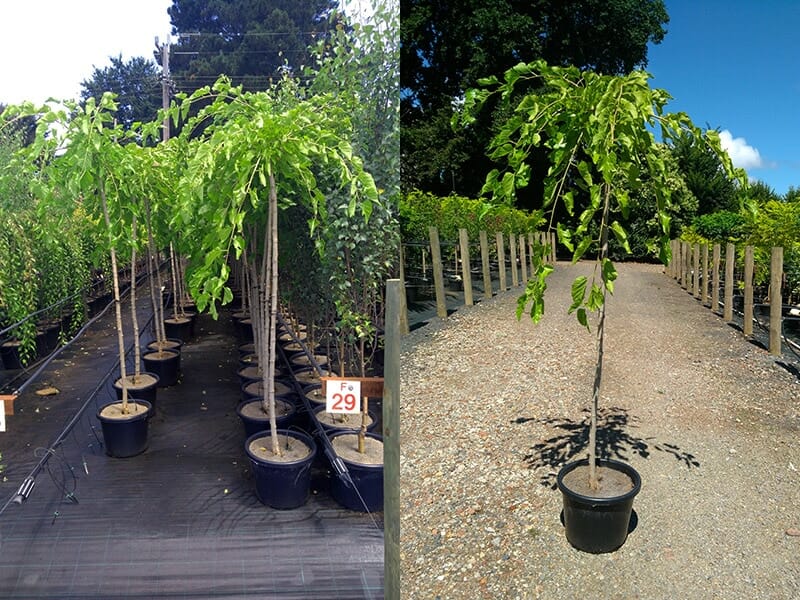 Morus 'Weeping Mulberry' 1.8m Standard 10" Pot - Image 3
