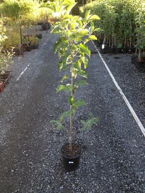 Young Malus 'Granny Smith' Apple 8" Pot tree on a gravel path surrounded by other plants in a nursery setting.