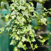 A close-up view showcases the pointed leaves of the trailing Hedera 'English Ivy' Variegated, cascading gracefully from an 8" pot. The diverse green shades create a delicate contrast against a softly blurred backdrop.