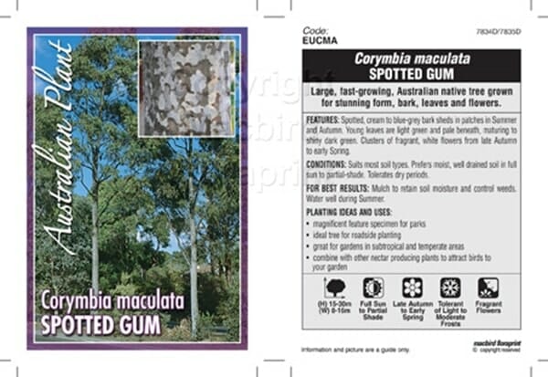 Corymbia 'Spotted Gum' - Image 4