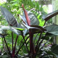Philodendron "Rojo Congo" 6" Pot @ Hello Hello Plants
