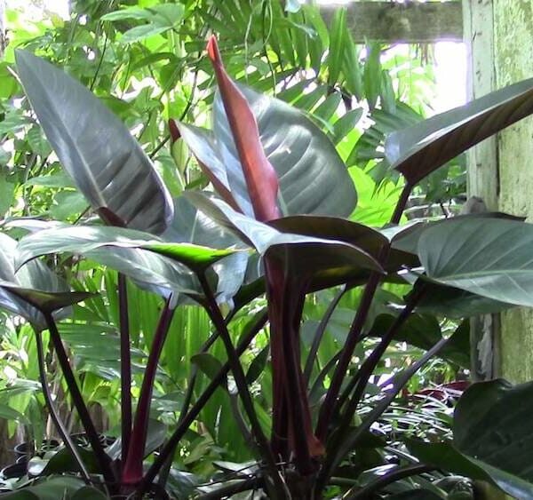 Philodendron "Rojo Congo" 6" Pot @ Hello Hello Plants