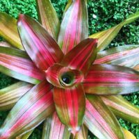 Neoregelia "Orange Crush" @ Hello Hello Plants