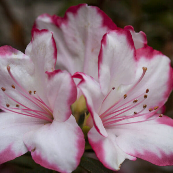 Azalea 'Candy Stripe' @ Hello Hello Plants