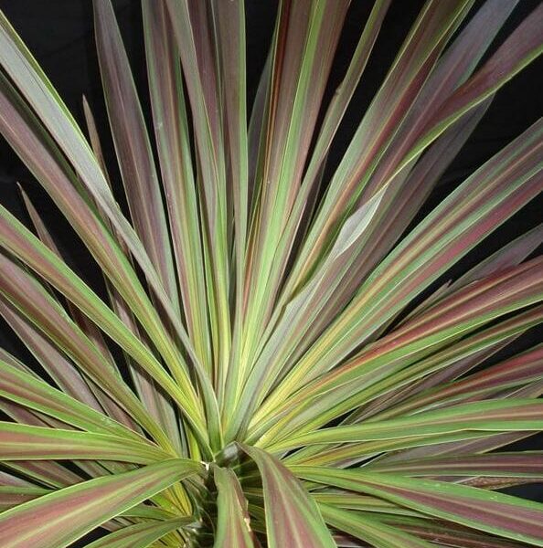 Cordyline 'Choc Mint' @ Hello Hello Plants