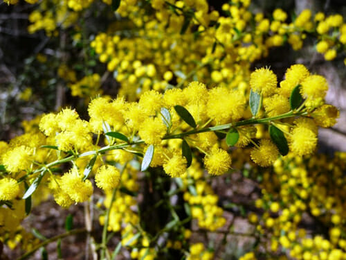 Acacia 'Gold Dust Wattle' @ Hello Hello Plants