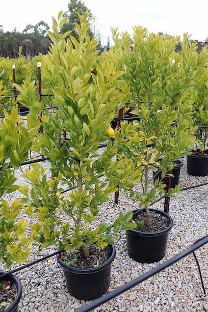 Citrus Cumquat Calamondin 13" Pot @ Hello Hello Plants