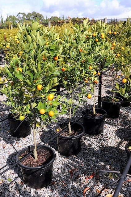 Young Citrus Cumquat 'Calamondin' trees bearing fruit, potted in 13" containers, and arranged in a nursery.