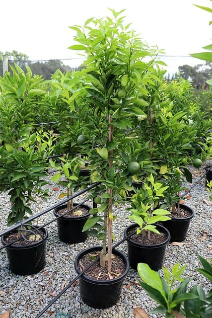 Young Citrus Orange 'Mediterranean Sweet' trees growing in 13" pots at a nursery.