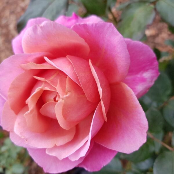 Close-up of Rose 'Grandma's' vibrant pink rose with multiple petals, set against a blurred background of green leaves.