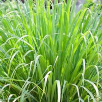 Close-up of a Lemongrass 3" Pot, showcasing its long, slender leaves beautifully fanning out.