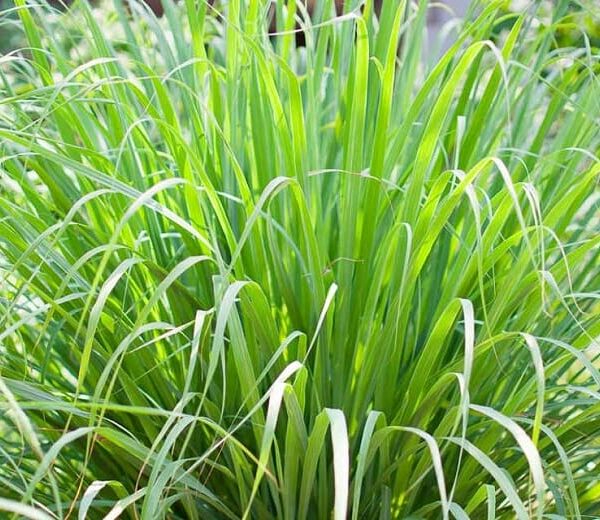 Close-up of a Lemongrass 3" Pot, showcasing its long, slender leaves beautifully fanning out.
