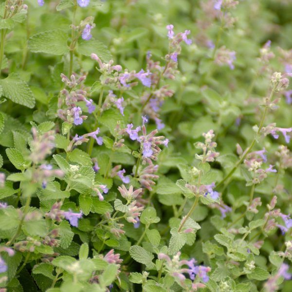 A close-up of a garden bed filled with lush green foliage and small purple flowers in bloom, including vibrant Nepeta 'Catnip' plants.