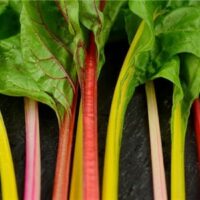 Silverbeet Five Colour Mix @ Hello Hello Plants