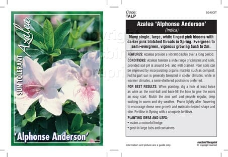 Azalea 'Alphonse Anderson' - Image 2