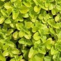 Close-up of vibrant green Marjoram 'Gold' leaves clustered together, highlighting the rich beauty of this versatile herb.