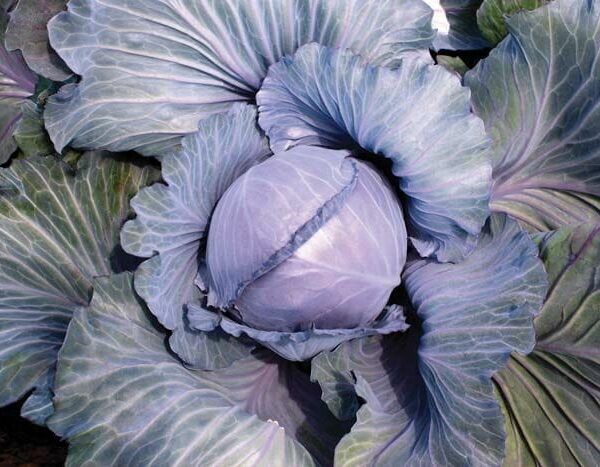 Cabbage 'Super Red' @ Hello Hello Plants