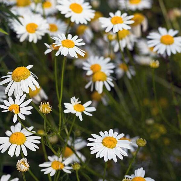 Lawn Chamomile @ Hello Hello Plants