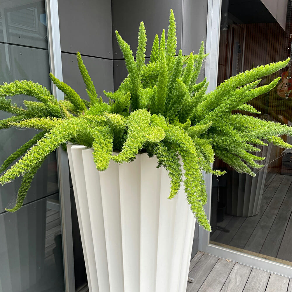 Hello Hello Plants Asparagus meyerii 'Foxtail Fern'