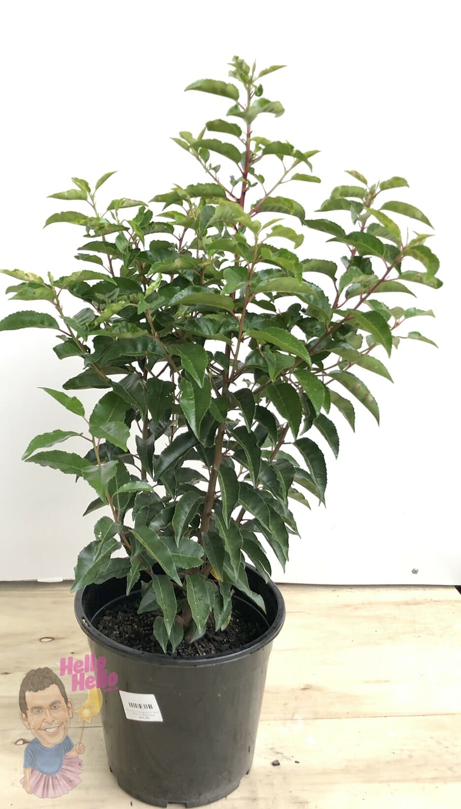 Prunus 'Portuguese Laurel' 10" Pot - Image 2