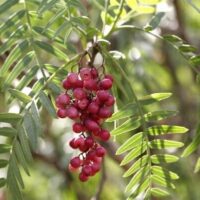 Clusters of red berries dangle from the branches of the Schinus 'Peppercorn Tree,' their vibrant hue contrasting with its lush, slender leaves.