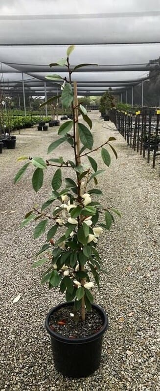 Magnolia 'Cream Fairy' PBR 12" Pot - Image 5